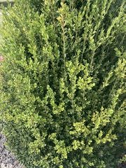 Buxus
