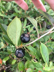 Aronia