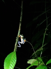 Agalychnis callidryas