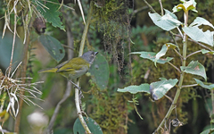 Chlorospingus semifuscus