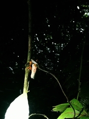 Agalychnis callidryas