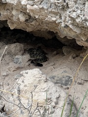 Crotalus molossus nigrescens
