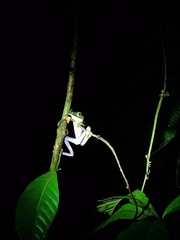 Agalychnis callidryas