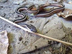 Thamnophis saurita saurita