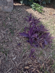 Tradescantia pallida