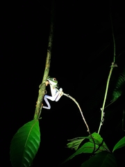 Agalychnis callidryas