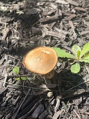 Agrocybe putaminum