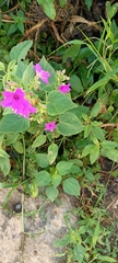 Mirabilis viscosa