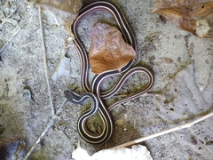 Thamnophis saurita saurita