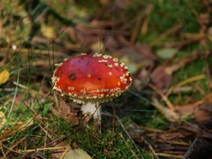 Amanita muscaria