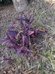 Tradescantia pallida