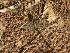 Phanogomphus lividus