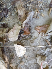Thamnophis saurita saurita