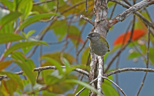 Dusky Chlorospingus (Chlorospingus semifuscus), photo 10
