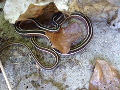 Thamnophis saurita saurita