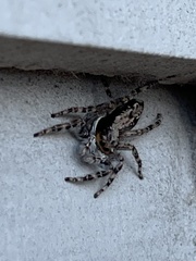 Menemerus bivittatus