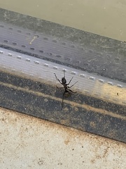 Taeniaptera trivittata