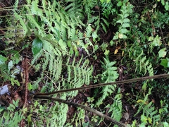 Woodwardia unigemmata