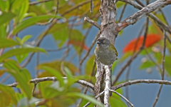 Chlorospingus semifuscus