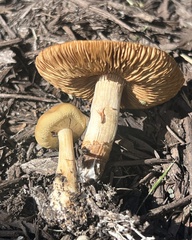 Agrocybe putaminum