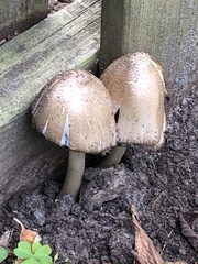 Coprinopsis romagnesiana