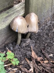 Coprinopsis romagnesiana