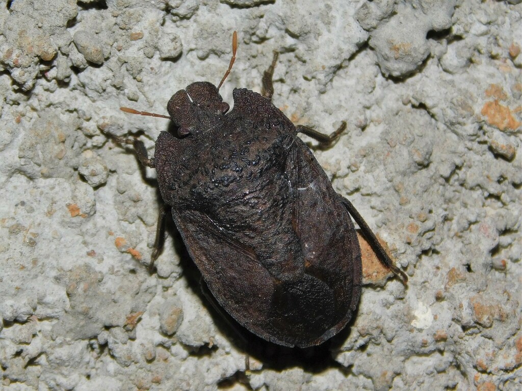 Gellia