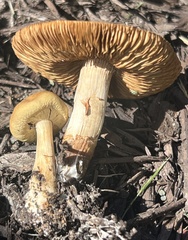 Agrocybe putaminum