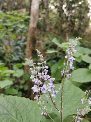 Plectranthus fruticosus