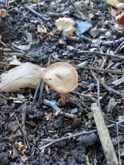 Pholiotina rugosa