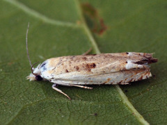 Eucosma lacteana