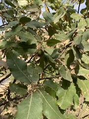 Quercus brantii