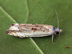 Eucosma lacteana