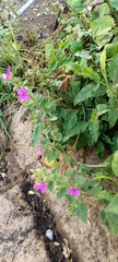 Mirabilis viscosa