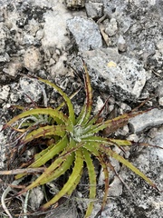Hechtia glomerata
