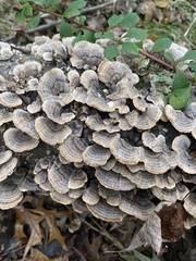 Trametes versicolor