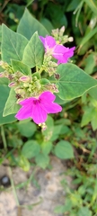 Mirabilis viscosa