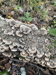 Trametes versicolor