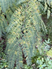 Albizia julibrissin