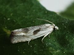 Eucosma metzneriana