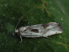 Eucosma metzneriana