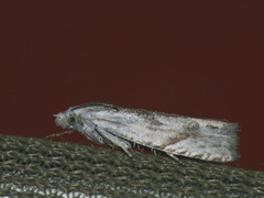 Eucosma metzneriana