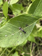 Taeniaptera trivittata