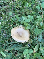 Russula amoenolens