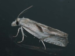 Eucosma metzneriana