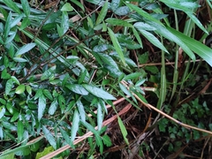 Ohwia caudata