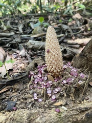 Ombrophytum peruvianum