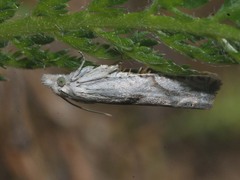 Eucosma metzneriana