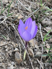 Crocus nudiflorus