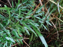 Ohwia caudata